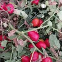 گوجه درجه 1