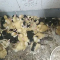 جوجه رنگی
