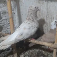 چند جفت کبوتر