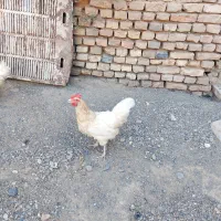 مرغ خانگی