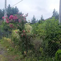 گل و گیاه بیرونی( به صورت یکجا)