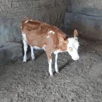 گوساله سیمینتال ماده
