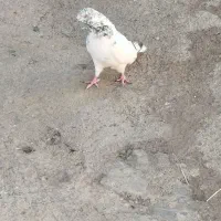 کفتر|پرنده|تویسرکان, |دیوار