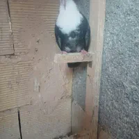 دوتا کفتر یکی دم سفید ماده به شرط تخم وجوجه
