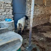 فروش یک راس قوچ