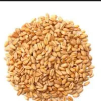 گندم ابی پیشگام کیسه کرده