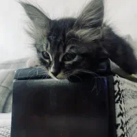بچه گربه برای واگذاری