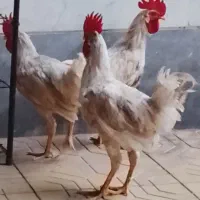 خروس