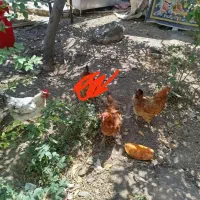مرغ