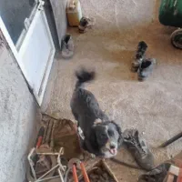 واگذاری توله سگ ماده