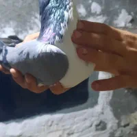 کبوتر‌دورگ رنگی