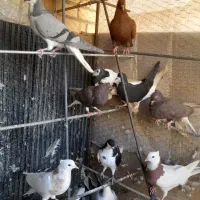 دسته پرشی جوان