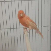 قناری نر و ماده