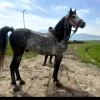 اسب کرد رنگ نیله نقاشی خدا