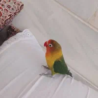 کوتوله