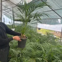 گل نخل اریکا