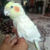عروس هلندی