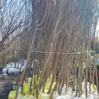 نهال ارزان شد نهال میوه و غیر میوه