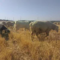 قوچ ترکی
