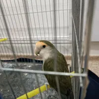 طوطی برزیلی ماده کاملا دستی