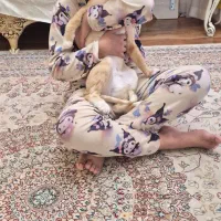 واگذاری گربه واکسیناسیون کامل سلامت نر مهربون