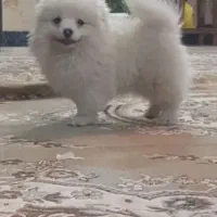 پامر