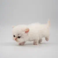 گربه|گربه|بابل, |دیوار
