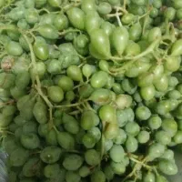 قوره‌ابدار