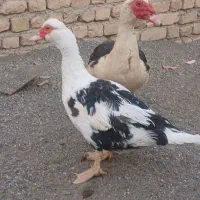 اردک اسرائیلی