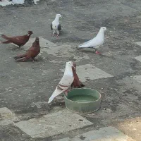 کبوتر
