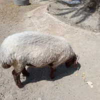 بره نر