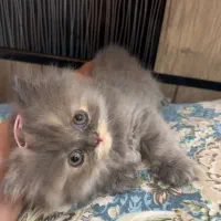 فروش نوزاد گربه خانگی نژاد دار/ ماده