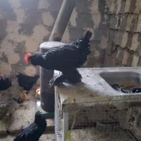 خروس مرندی