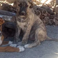 سگ 2 ماهه