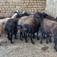 ۷ راس میش شیره دار