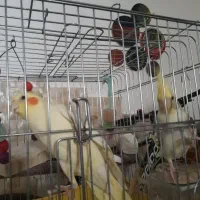 عروس هلندی