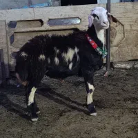 بز بره میش قورچ