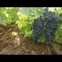 فروش انگورسیاه سفید