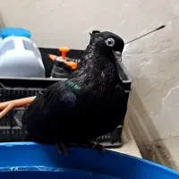 زاغ چشنوک