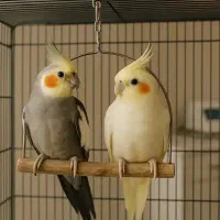 عروس هلندی گمشده در شنب غازان