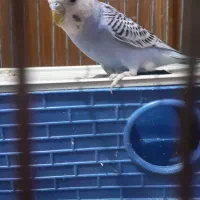 مرغ عشق نر