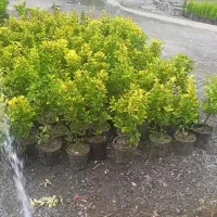 گل لاوسون /شمشادطلایی/کامیس