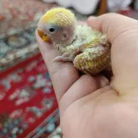 کوتوله سرلاکی