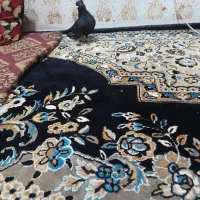 کبوتر زاغ عبادانی سینه‌ای