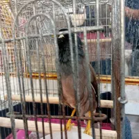 مرغ مینا سخنگو اهلی