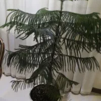 کاج طبقه ای یوکا پتوس گندمی