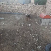 سگ ژرمن با قیمت مناسب
