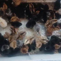 جوجه گلین اصل