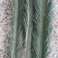 برگ سیکاس جوان..