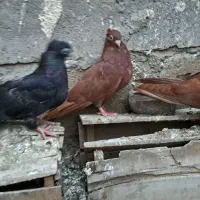 کبوتر زاغ و بور سرخ